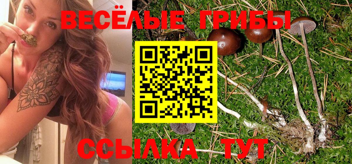 Моздок  Галлюциногенные грибы Cubensis  Вход с VPN 